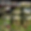 CzechExperiment.com Siterip Ep 1-10 thumbnail