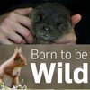 Born To Be Wild S01 720p webrip aac x264 mp4 thumb