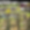 CzechExperiment.com Siterip Ep 1-10 thumbnail