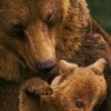 Bears 2014 1080p BluRay x264-OFT thumb