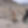 Death Valley Ponygirls / -   (ShadowPlayers.com) [2011 ., Bondage, Domination, Pet Play, Ponygirl, Outdoors, Spanking] thumbnail