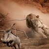 Wild Battlegrounds S01E01 1080p WEB h264-BAWD thumb
